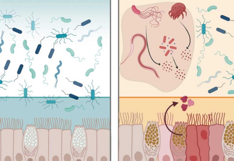 New Gut Protein Intelectin-2 Shows Promise as Natural Antimicrobial Defender