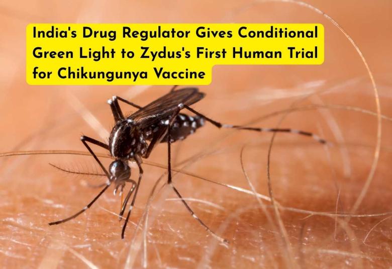 India's Drug Regulator Gives Conditional Green Light to Zydus's First Human Trial for Chikungunya Vaccine