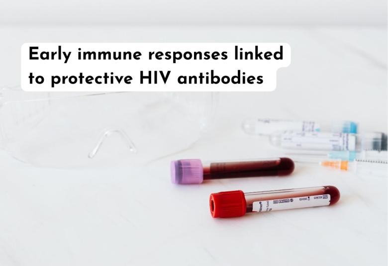 Early immune responses linked to protective HIV antibodies