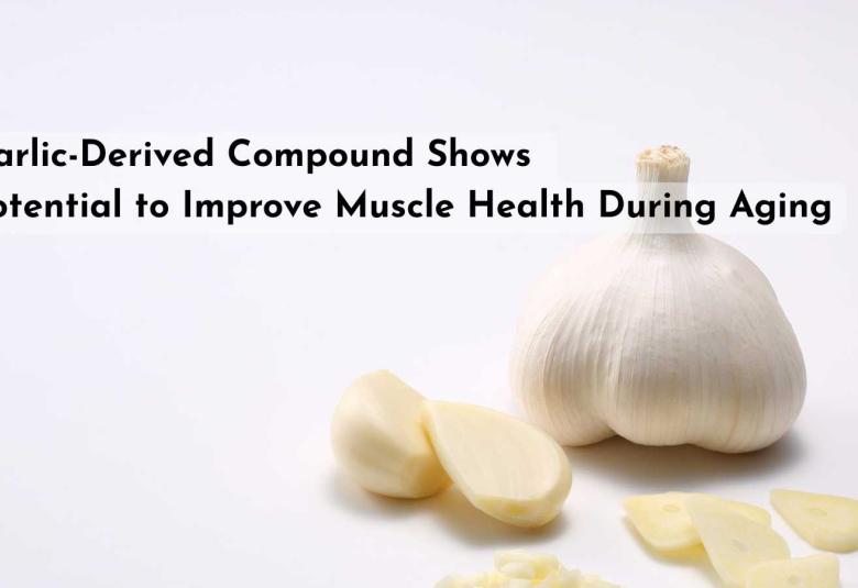 Garlic-Derived Compound Shows Potential to Improve Muscle Health During Aging