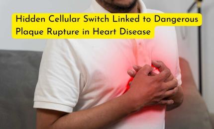 Hidden Cellular Switch Linked to Dangerous Plaque Rupture in Heart Disease