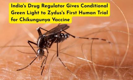 India's Drug Regulator Gives Conditional Green Light to Zydus's First Human Trial for Chikungunya Vaccine