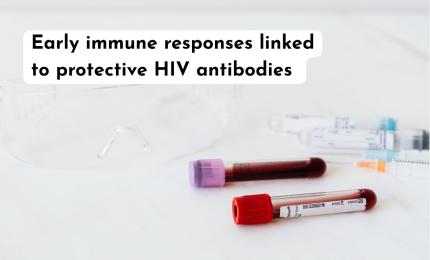 Early immune responses linked to protective HIV antibodies