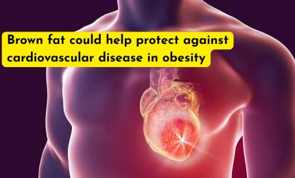 Brown fat could help protect against cardiovascular disease in obesity