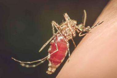 ​Malaria detection using AI is pressing priority, says Lancet