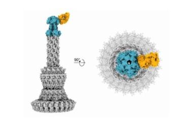 New antibodies neutralize resistant bacteria