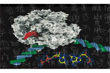 Enzymes Can’t Tell Artificial DNA From the Real Thing
