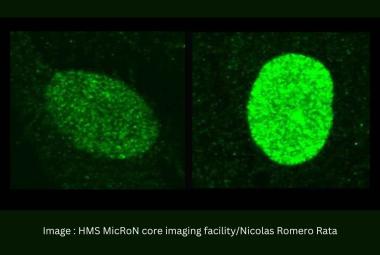 How the Immune System Fights to Keep Herpes at Bay