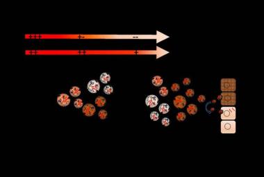 Indian scientist uncovers prolonged existence of SARS-CoV-2 in the vesicles