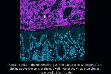 Study shows diverse gut bacteria communities protect against harmful pathogens by nutrient blocking