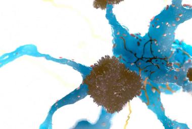 Pharmacological Inhibitor Protects Nerve Cells in ALS Disease