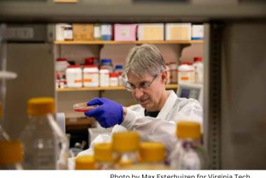 Virginia Tech researchers discover that blocking an essential nutrient inhibits malaria parasite growth