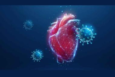 COVID-19 can damage the heart without directly infecting heart tissue