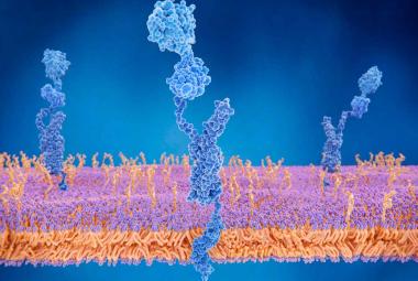 How sensory gamma rhythm stimulation clears amyloid in Alzheimer’s mice