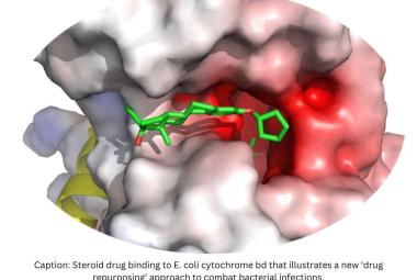 Steroid drugs used for HRT can combat E. coli and MRSA