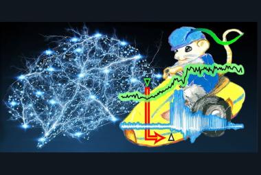 Glial Hyper-Drive for Triggering Epileptic Seizures