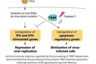  Key protein regulates immune response to viruses in mammal cells