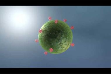 A Trial HIV Vaccine Triggered Elusive and Essential Antibodies in Humans