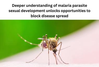 Deeper understanding of malaria parasite sexual development unlocks opportunities to block disease spread