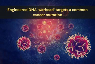 Engineered DNA warhead targets a common cancer mutation