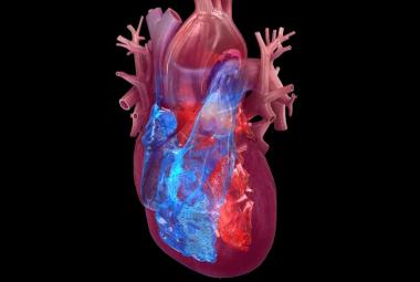 Heart healthy behaviors may help reverse rapid cell aging