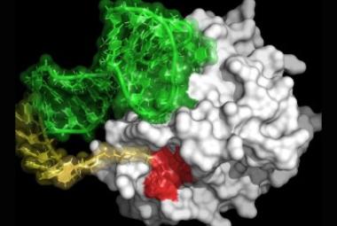 New Molecule Mimics the Anti-Clotting Action of Blood-Sucking Organisms