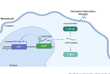 New study discovers tiny target on RNA to short-circuit inflammation