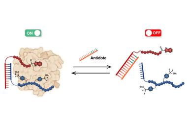 Tsetse fly protein provides anti-clotting agent with its own on-off switch