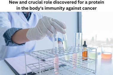New and crucial role discovered for a protein in the body's immunity against cancer