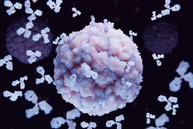 Researchers develops novel antibody treatment for Kidney Cancer