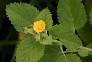 A Comprehensive Review on plant Sida cordifolia L. including its phyto-chemical status and pharmacological properties