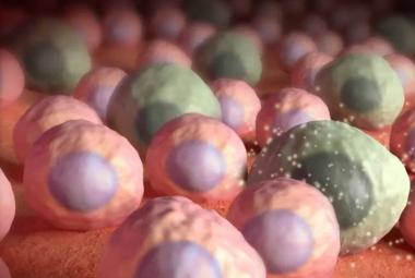 Drugs that kill zombie cells may benefit some older women, but not all, Mayo Clinic study finds