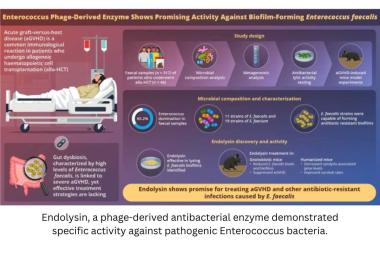 Phage-Derived Enzyme Targets E. faecalis Biofilms to Mitigate Acute Graft-Versus-Host Disease