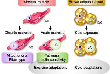 Same workout, different weight loss: Signal molecule versions are key