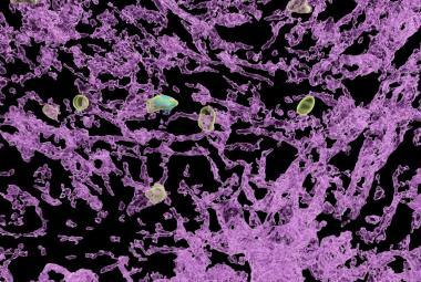 Sleep timer for immune cells discovered