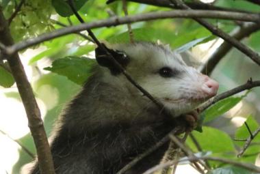 The virus that causes COVID-19 is widespread in wildlife