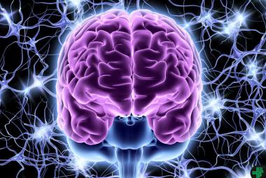 Sleep resets neurons for new memories the next day