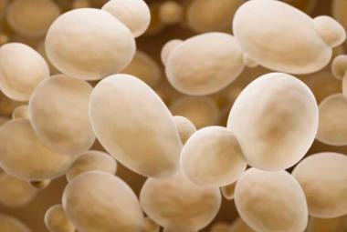 Probiotic delivers anticancer drug to the gut