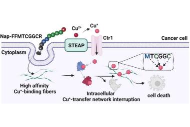 Tumor Cells Suffer Copper Withdrawal Nanofibers made of copper-binding peptides disrupt copper homeostasis in cancer cells