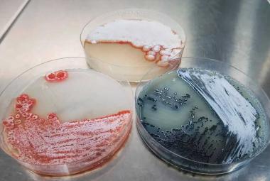 Activating the hidden pharmaceutical potential of bacteria