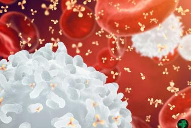 Monash study unravels another piece of the puzzle in how cancer cells may be targeted by the immune system