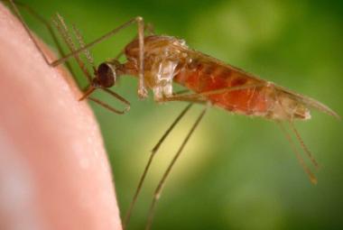Natural Biopesticide Against Malaria Mosquitoes Successful in Early Field Tests
