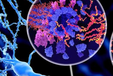 New method offers insights into Alzheimer’s mechanisms and potential drug targets