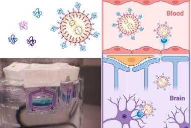 Unlocking the Brain : Peptide-Guided Nanoparticles Deliver mRNA to Neurons