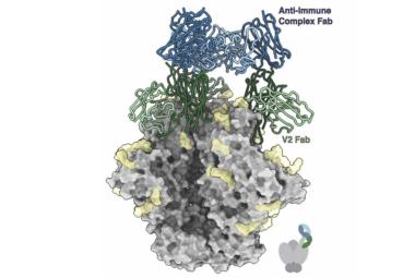 A chain reaction : HIV vaccines can lead to antibodies against antibodies