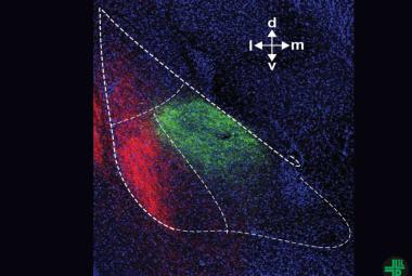 Advanced Brain Circuit-Mapping Technique Reveals New Anxiety Drug Target