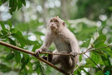 Antibody Treatment Prevents Severe Bird Flu in Monkeys