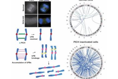 Researcher Identifies PICH Protein as Key Player in Preventing Chromosome Breakage Linked to Cancer