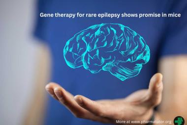 Gene therapy for rare epilepsy shows promise in mice