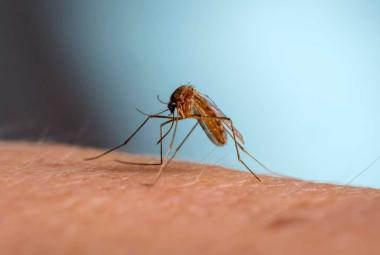 New class of antimalarial drugs discovered